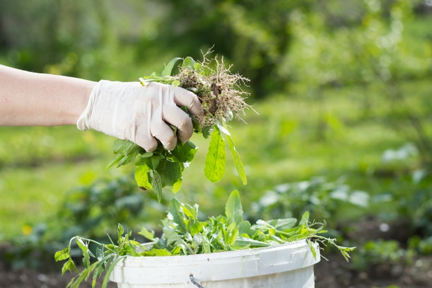 O que é o composto orgânico e para que ele serve?