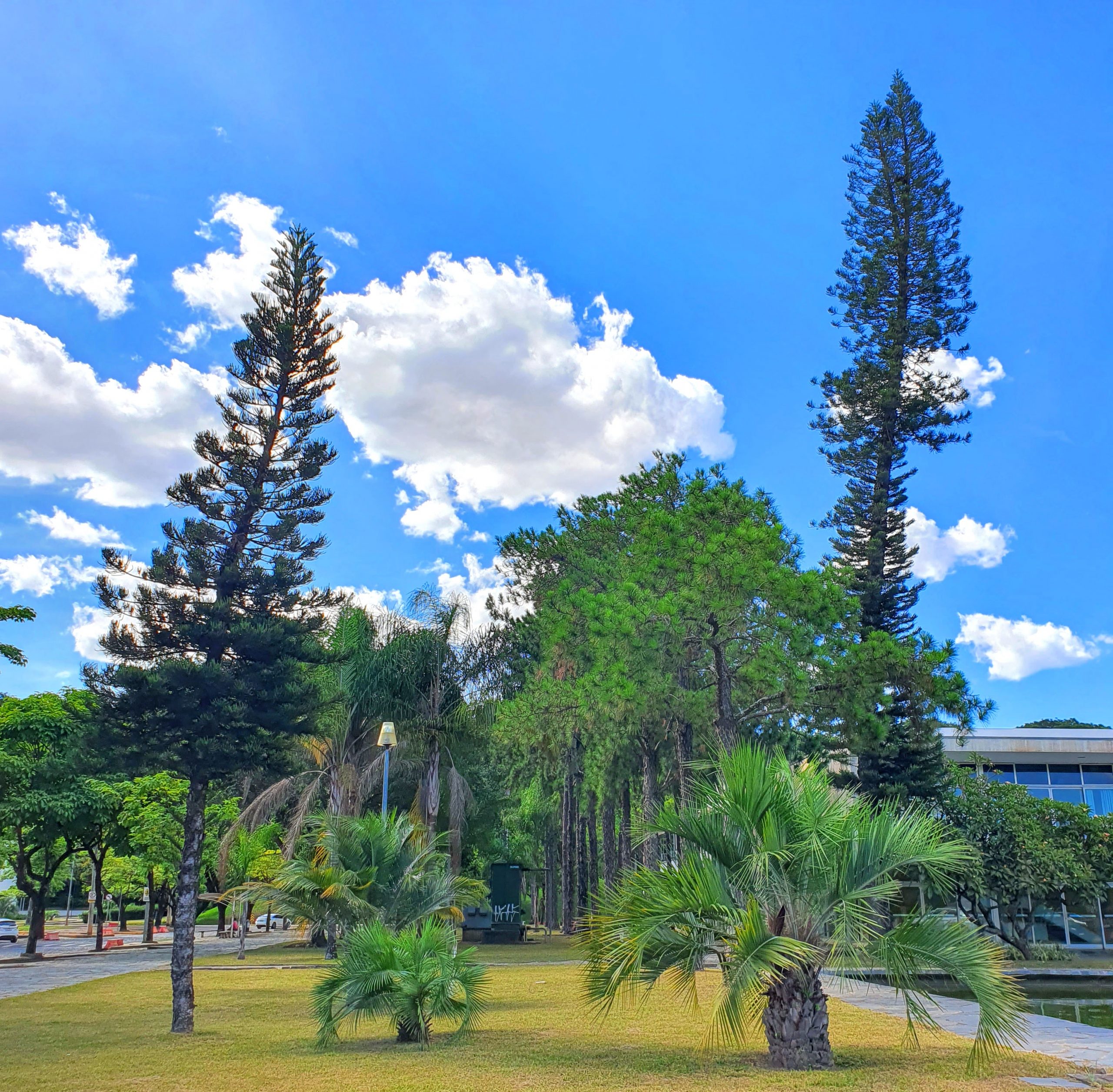 Projeto cataloga espécies de plantas no ambiente urbano