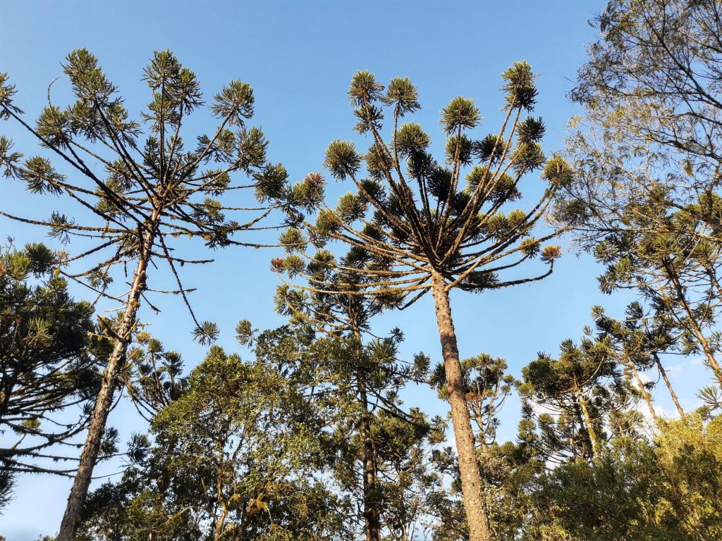 Dia Nacional da Araucária - professor desenvolve técnica para salvar a árvore de extinção