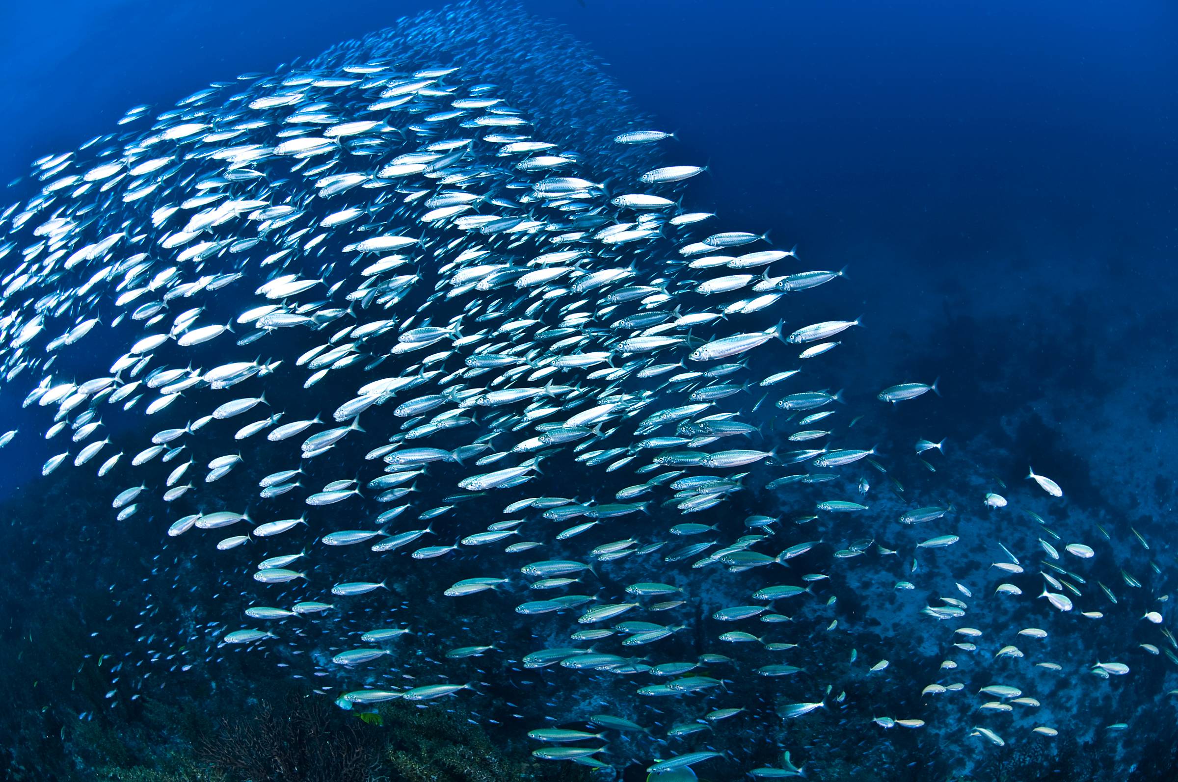 "Revitalização: Ação Coletiva pelo Oceano" é o tema do Dia Mundial dos Oceanos em 2022