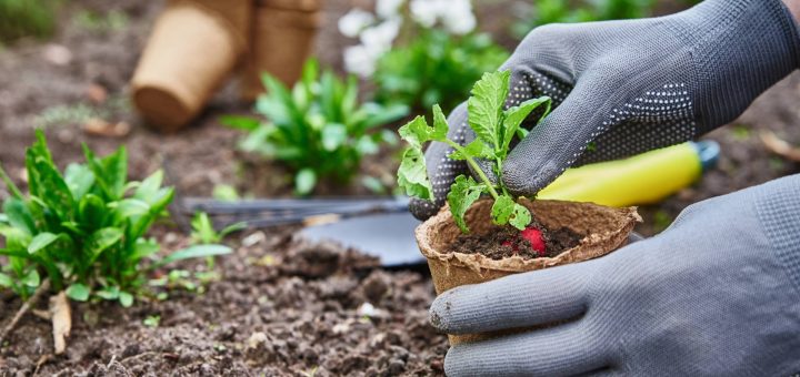 Embrapa oferece cursos online de compostagem e hortas em pequenos espaços