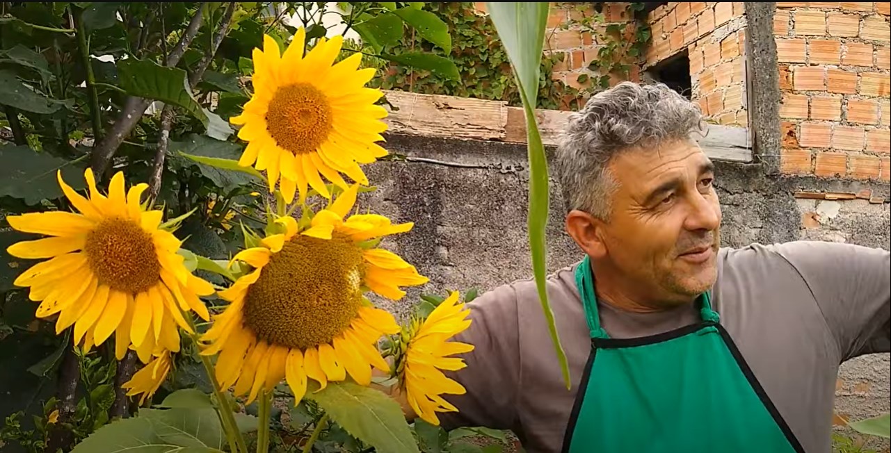 5 flores para cultivar no verão 