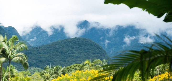 Dia Nacional da Mata Atlântica