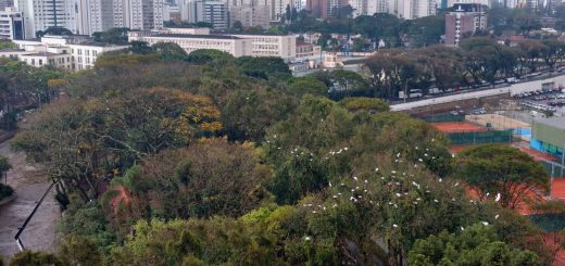 Cidades com mais áreas verde têm menos internações por doenças respiratórias