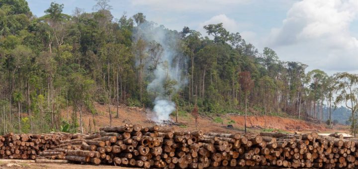 Organizações propõem medidas para evitar colapso na Amazônia