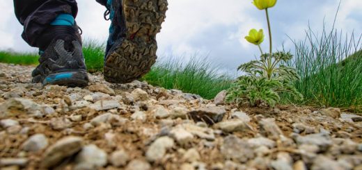 Paraná recebe segunda edição do Mata Atlântica EcoFestival