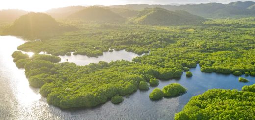 Floresta Amazônica sediará final do XPRIZE Rainforest